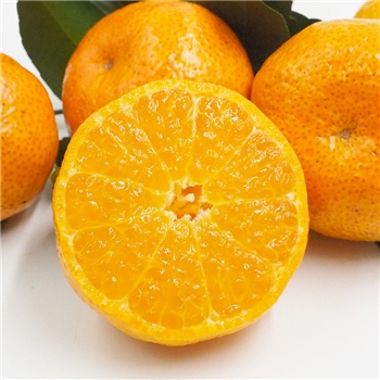 砂糖橘 5KG