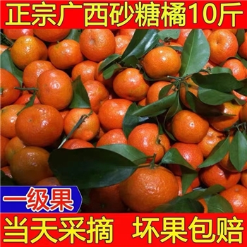 现摘现发广西砂糖桔新鲜10斤无籽砂糖桔当季水果